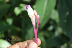 Christisonia tubulosa